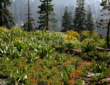 Wildflowers at the Gargoyles